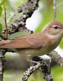 庭园林莺 / Garden Warbler / Sylvia borin
