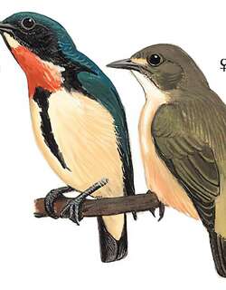 红胸啄花鸟 / Fire-breasted Flowerpecker / Dicaeum ignipectus