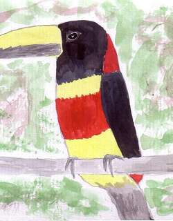 红颈簇舌巨嘴鸟 / Red-necked Aracari / Pteroglossus bitorquatus