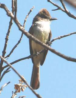 淡喉蝇霸鹟 / Nutting’s Flycatcher / Myiarchus nuttingi