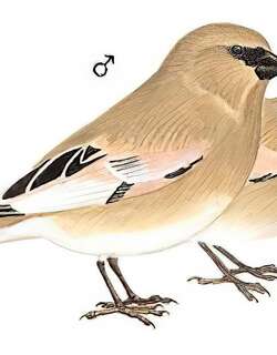 巨嘴沙雀 / Desert Finch / Rhodospiza obsoleta