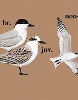 鸥嘴噪鸥 / Gull-billed Tern / Gelochelidon nilotica
