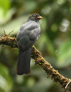 花尾美洲咬鹃 / Lattice-tailed Trogon / Trogon clathratus