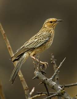 粉胸歌百灵 / Pink-breasted Lark / Calendulauda poecilosterna