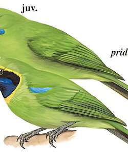 金额叶鹎 / Golden-fronted Leafbird / Chloropsis aurifrons