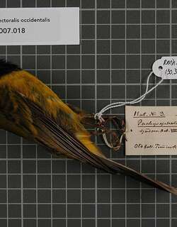 西方啸鹟 / Western Whistler / Pachycephala occidentalis