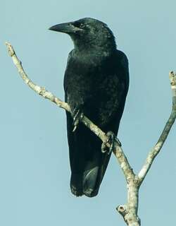 古巴鸦 / Cuban Crow / Corvus nasicus