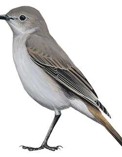 乌岩䳭 / Sombre Rock Chat / Oenanthe dubia