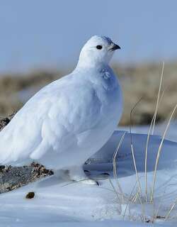 白尾雷鸟 / White-tailed Ptarmigan / Lagopus leucura