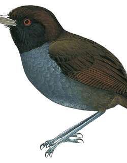 灰嘴蚁鸫 / Pale-billed Antpitta / Grallaria carrikeri