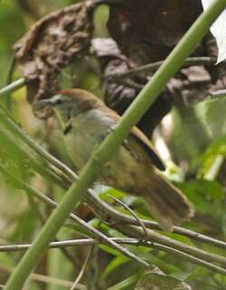 珠颊穗鹛 / Crescent-chested Babbler / Cyanoderma melanothorax