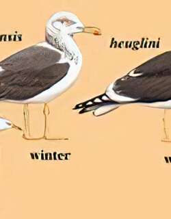 灰林银鸥 / Heuglin’s Gull