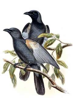 青灰鹃鵙 / Slaty Cuckooshrike / Coracina schistacea