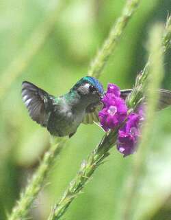 紫头蜂鸟 / Violet-headed Hummingbird / Klais guimeti