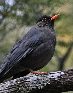 印度烏鶇 / Indian Blackbird / Turdus simillimus