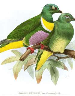 黄胸果鸠 / Yellow-bibbed Fruit Dove / Ptilinopus solomonensis