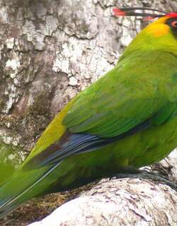 翎冠鹦鹉 / Horned Parakeet / Eunymphicus cornutus