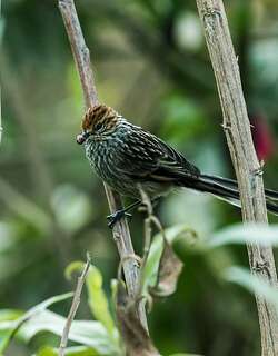 锈顶针尾雀 / Rusty-crowned Tit-Spinetail / Leptasthenura pileata