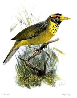 鬓松穗鹛 / Flame-templed Babbler / Dasycrotapha speciosa