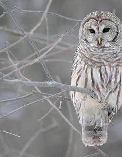 横斑林鸮 / Barred Owl / Strix varia