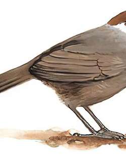 白颈噪鹛 / White-necked Laughingthrush / Garrulax strepitans