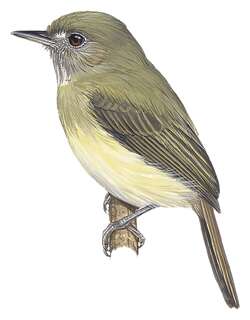 阔嘴哑霸鹟 / Boat-billed Tody-Tyrant / Hemitriccus josephinae