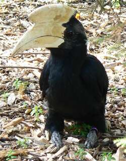 黑斑犀鸟 / Black Hornbill / Anthracoceros malayanus