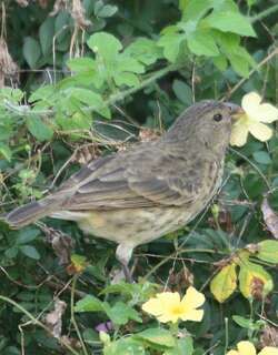 植食树雀 / Vegetarian Finch / Platyspiza crassirostris