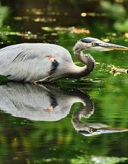 大蓝鹭 / Great Blue Heron / Ardea herodias