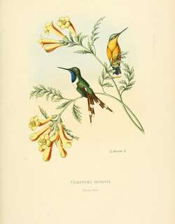 火尾蜂鸟 / Sparkling-tailed Woodstar / Tilmatura dupontii