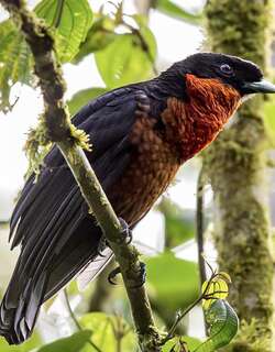 红领果伞鸟 / Red-ruffed Fruitcrow / Pyroderus scutatus