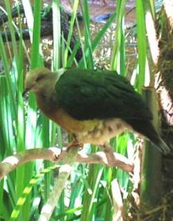 紫尾皇鸠 / Purple-tailed Imperial Pigeon / Ducula rufigaster