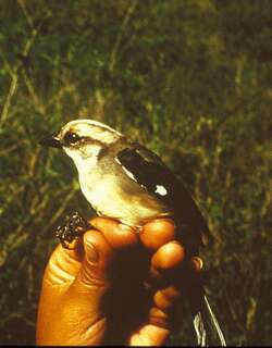 苍头薮雀 / Pale-headed Brushfinch / Atlapetes pallidiceps
