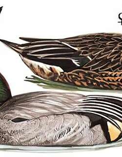 罗纹鸭 / Falcated Duck / Mareca falcata
