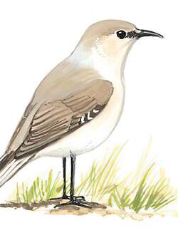 地山雀 / Ground Tit / Pseudopodoces humilis