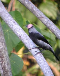 秃椋鸟 / Coleto / Sarcops calvus