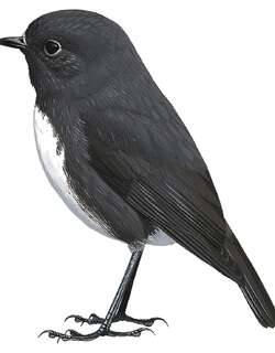 新西兰鸲鹟 / South Island Robin / Petroica australis
