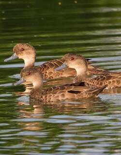 爪哇灰鸭 / Sunda Teal / Anas gibberifrons