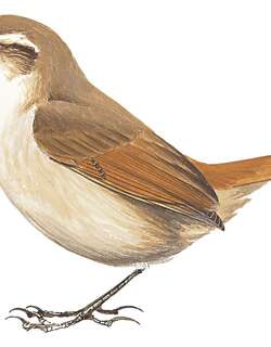 玻利维亚爬地雀 / Bolivian Earthcreeper / Tarphonomus harterti