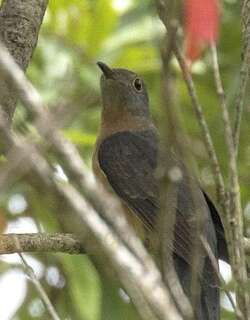 锈胸杜鹃 / Rusty-breasted Cuckoo / Cacomantis sepulcralis