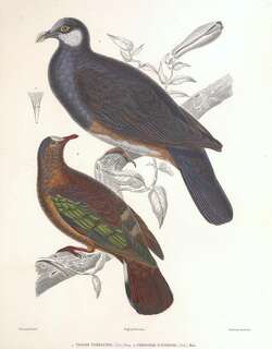 褐背金鸠 / Stephan’s Emerald Dove / Chalcophaps stephani
