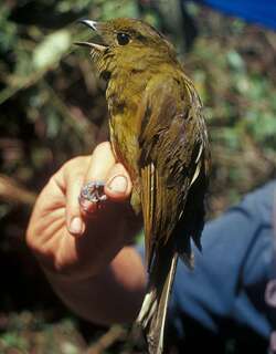 橄榄绿伞鸟 / Olivaceous Piha / Snowornis cryptolophus