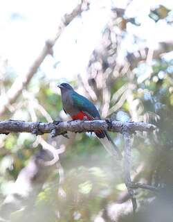 角咬鹃 / Eared Quetzal / Euptilotis neoxenus