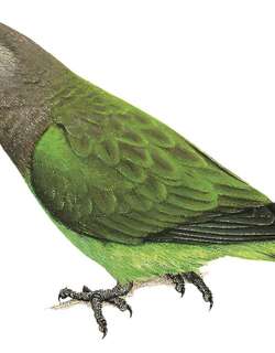 尼安鹦鹉 / Niam-niam Parrot / Poicephalus crassus