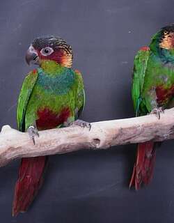 蓝喉鹦哥 / Ochre-marked Parakeet / Pyrrhura cruentata