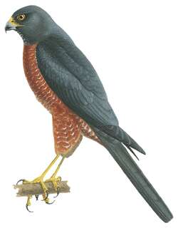 摩鹿加鹰 / Moluccan Goshawk / Accipiter henicogrammus