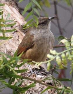 纹额棘雀 / Streak-fronted Thornbird / Phacellodomus striaticeps