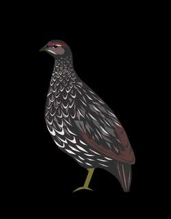 淡腹鹧鸪 / Djibouti Spurfowl / Pternistis ochropectus