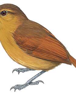 红褐蚁鵙 / Rufescent Antshrike / Thamnistes rufescens