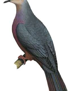 栗腹皇鸠 / Chestnut-bellied Imperial Pigeon / Ducula brenchleyi